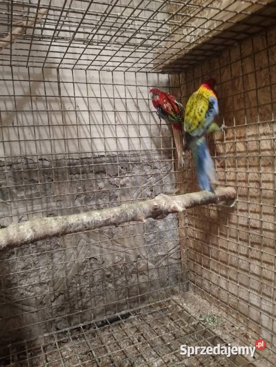 Rozella królewska i białolica Osiny