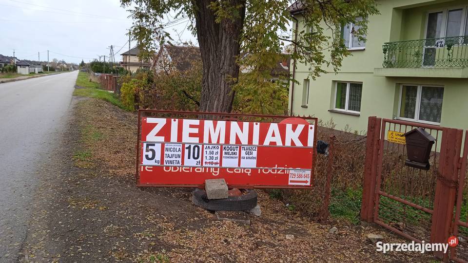 Ziemniak tajfun vineta i Nikola nie pryskane Rośliny okopowe Pińczów