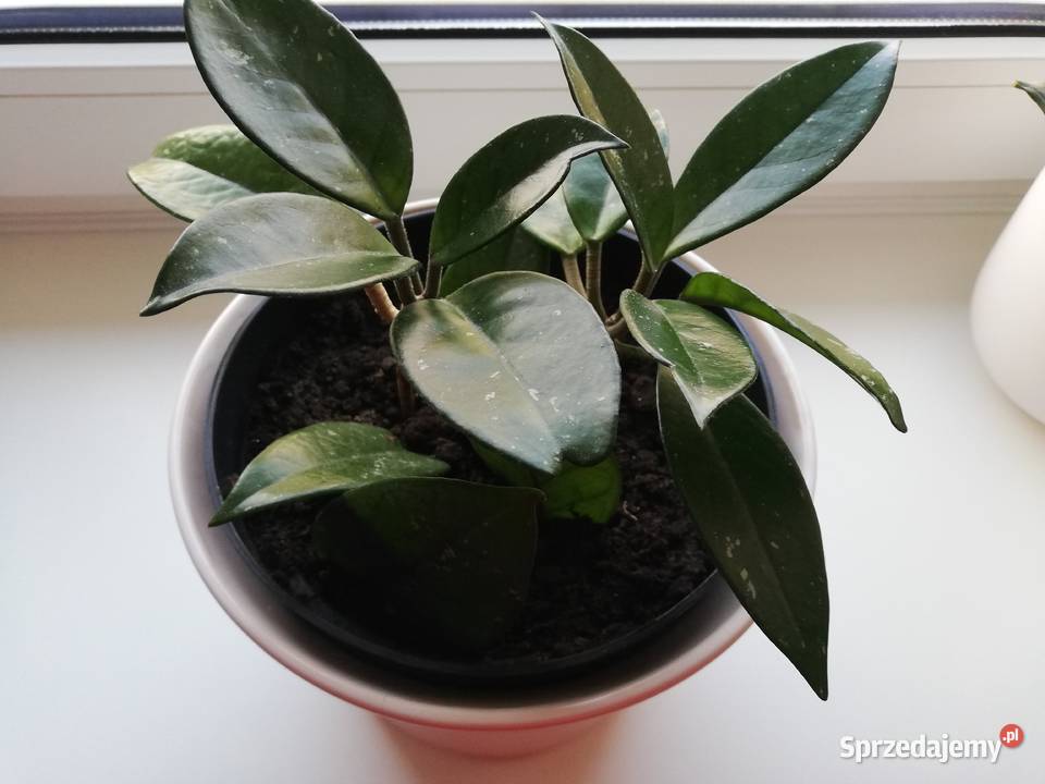 Hoya carnosa biała posadzona hoja hoia Kwitnące Szczecin