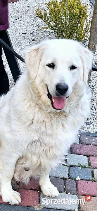 Polski Owczarek Podhalanski szczeniaki sprzedam