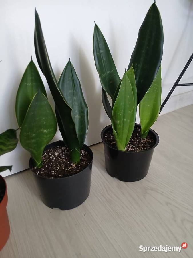Sansevieria sanseweria black diamond i zeylanica Wyposażenie wnętrz Częstochowa