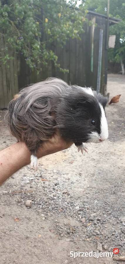 Świnka morska samica wielkopolskie