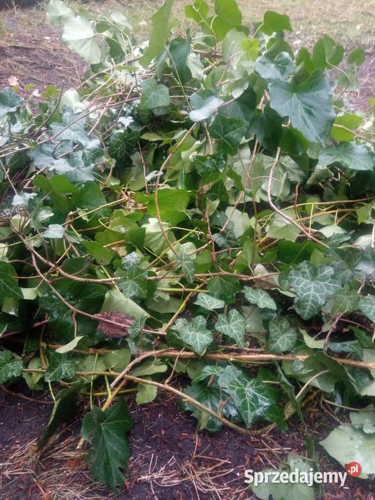 Pędy bluszczu do ukorzenienia Łódź