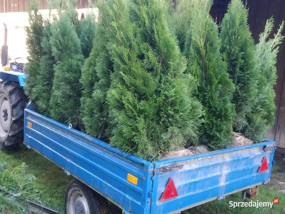 Tuja Smaragd 130140 szmaragd Kraków Wawrzeńczyce