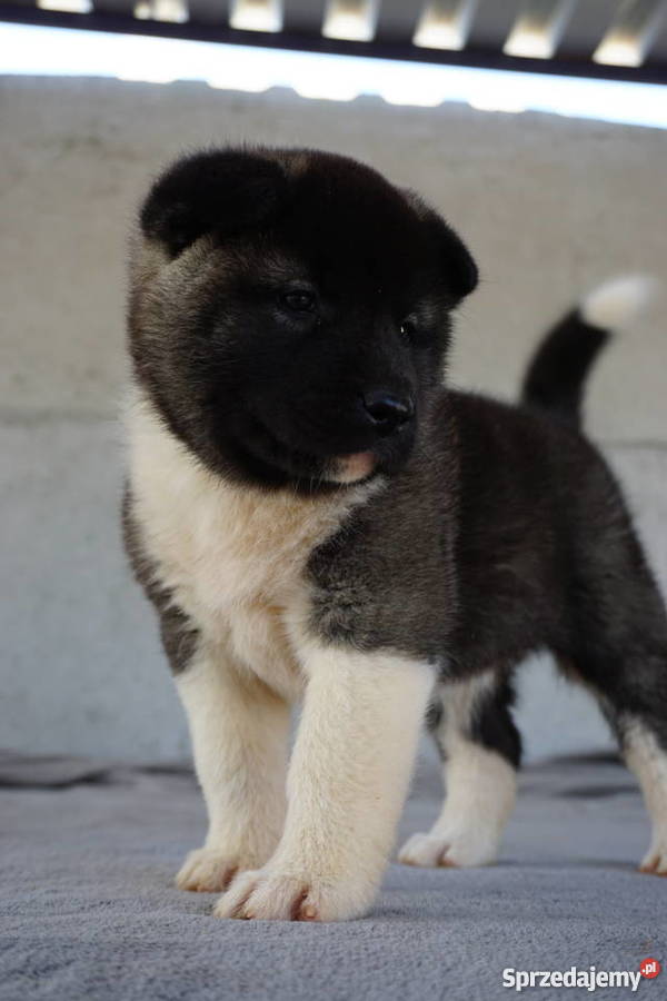 Akita Amerykańska FCI ZKWP wielkopolskie