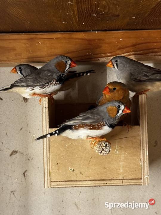 Zeberki Rude standard Cianowice