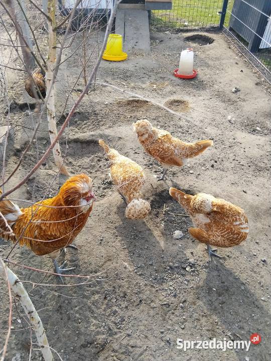 Jaja lęgowe czubatka Tarnobrzeg