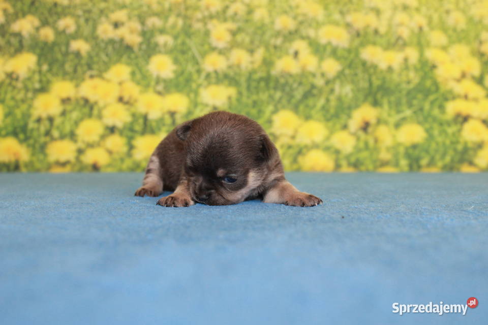 Chihuahua krótkowłosy niebieski chłopczyk ZKwP Świnoujście sprzedam