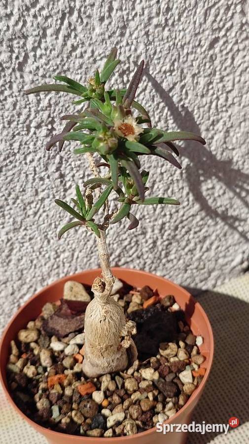 Kaudeks Delosperma bosseranum 10 lat sukulent