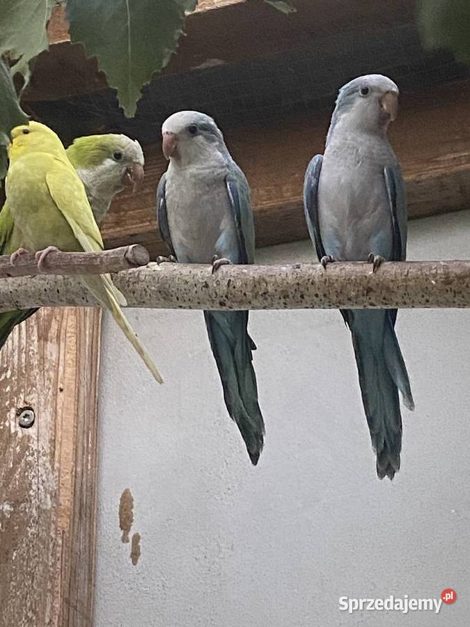 Papug Mnichy nizinne Konin