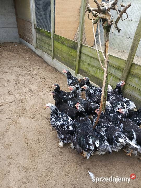 Kury Kochin Olbrzymi