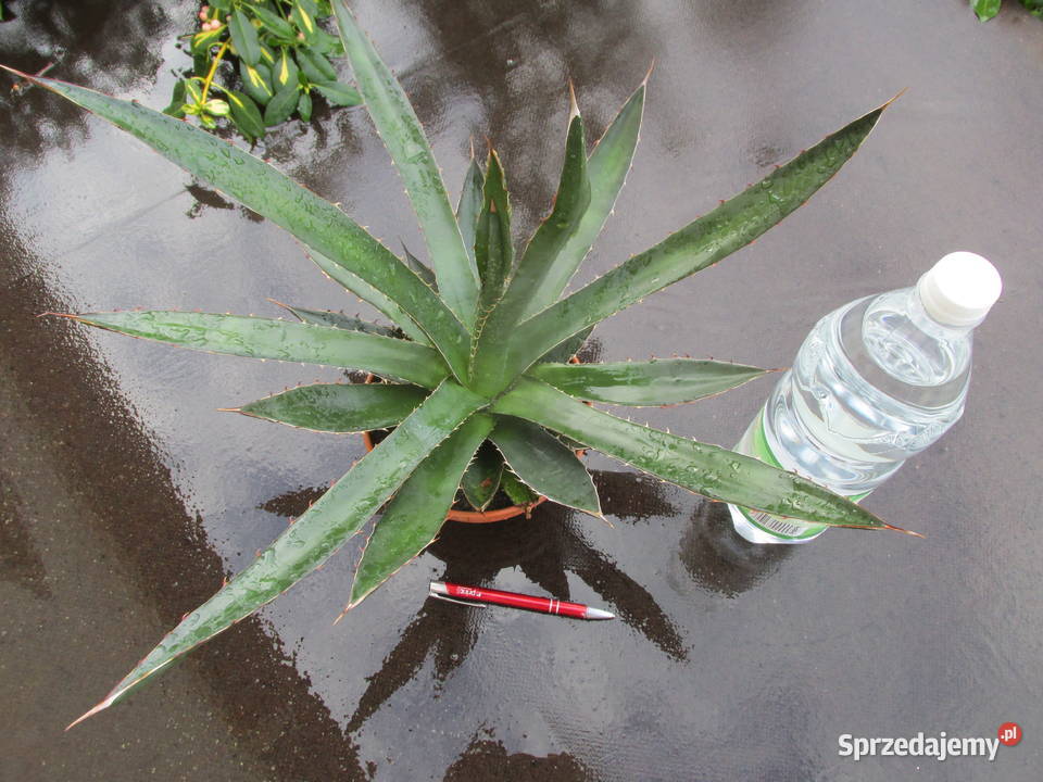 Odhodowana ponad 6letnia agawa z Meksyku Agave małopolskie Kraków