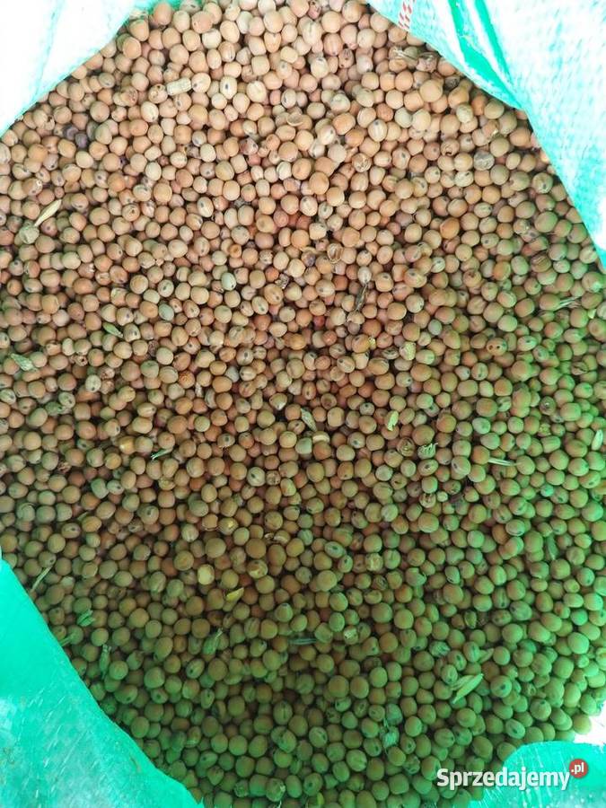 Groch Wyka Peluszka Gorczyca Zboża Pińczów