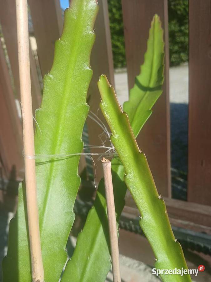 Epiphyllum epifilum kaktus kwitnie na czerwono Nowy Sącz