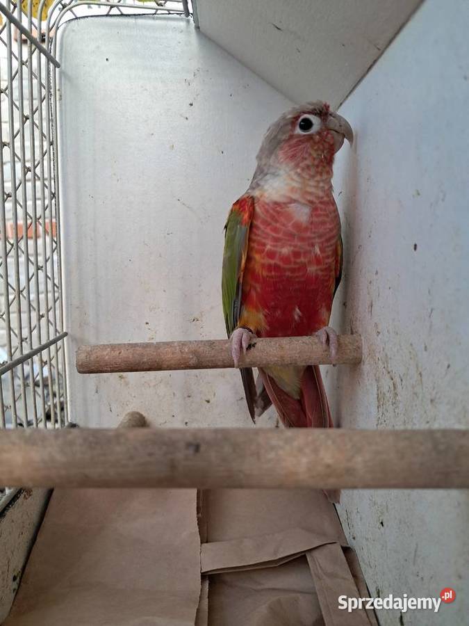 RudosterkaRudosterki Ptaki Tryńcza