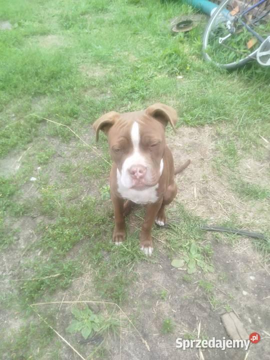 Szczeniak amstaff Wyk