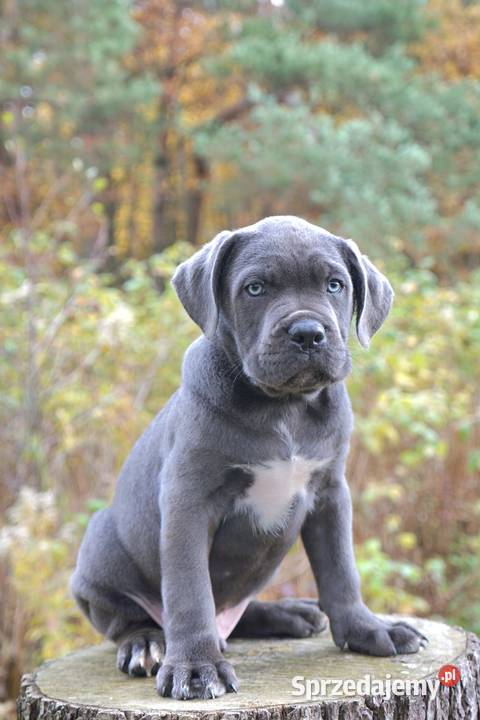 Szczeniaki Cane Corso ZKwP FCI Gończyce