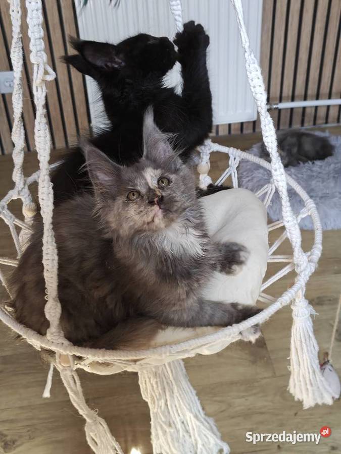 Rezerwacja Maine Coon Kcynia