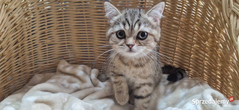 Kocurek Brytyjski złocisto pręgowany Katowice