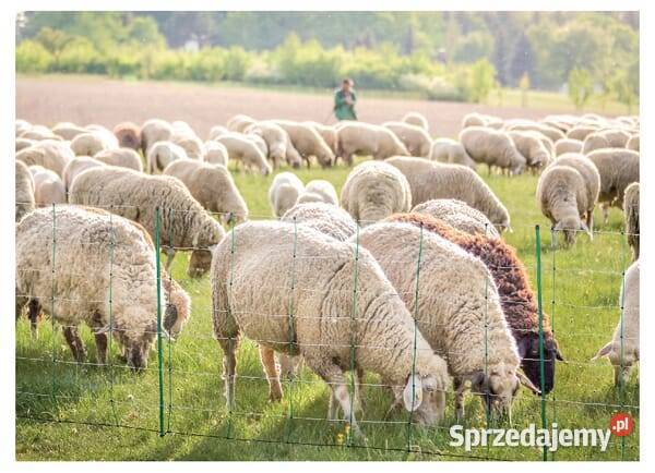 Siatka owiec 90 27325 Kamionna