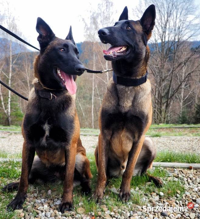 Owczarek belgijski Malinois FCI Psy