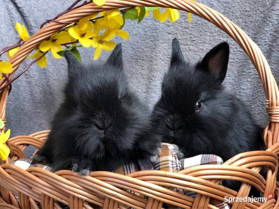 Króliki miniaturki teddy królik miniaturka