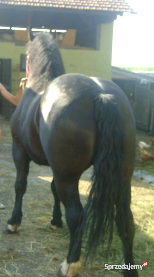 KOŃ WAŁACH Pozostałe Graboszyce sprzedam