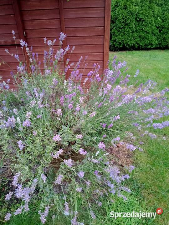 Ogródek działkowy działka rod Sprzedaż Miłosław