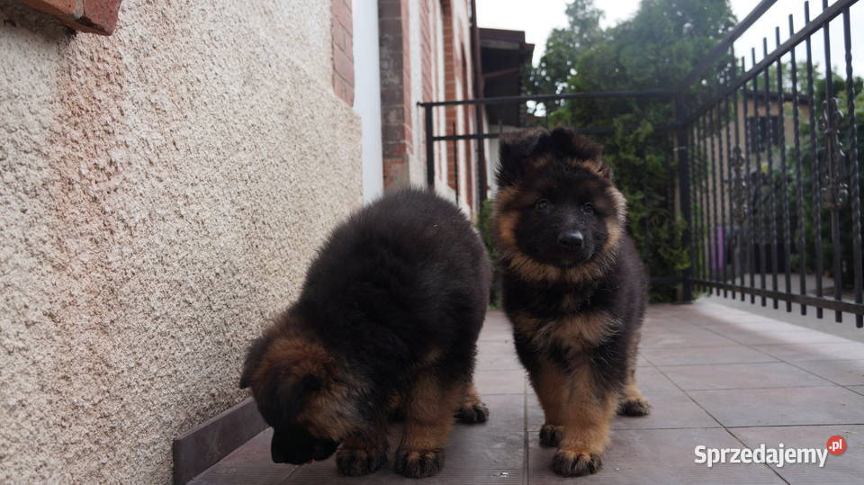 OWCZAREK NIEMIECKI SZCZENIĘTA sprzedam