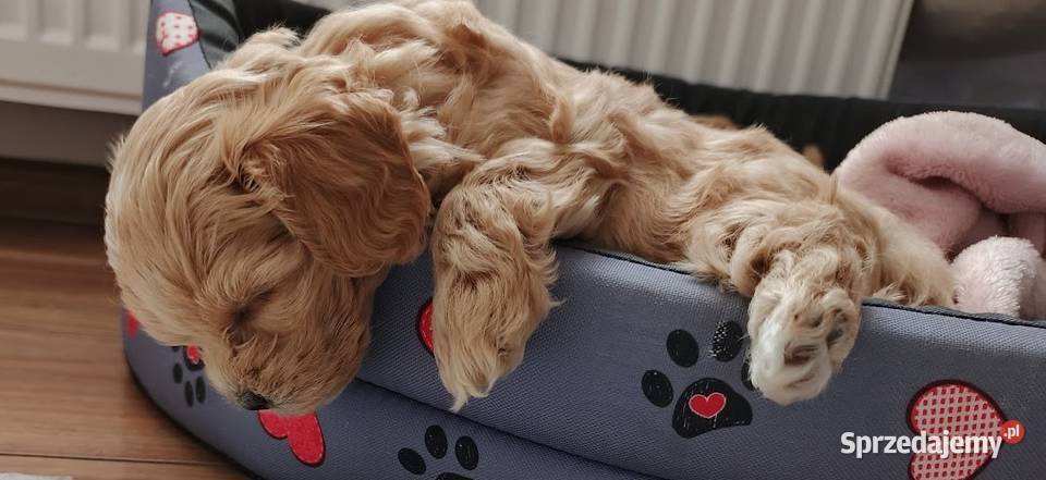 Maltipoo pudel maltanczyk Pozostałe mazowieckie