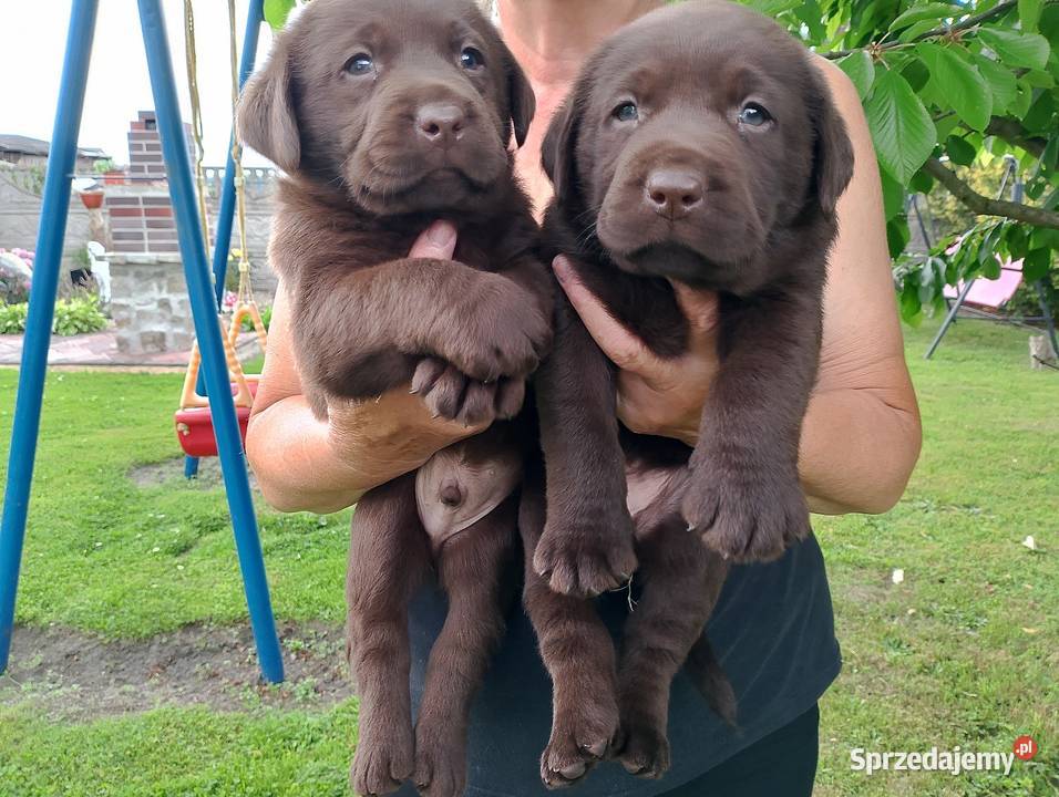 Szczeniaki Labrador Retriever Odolanów