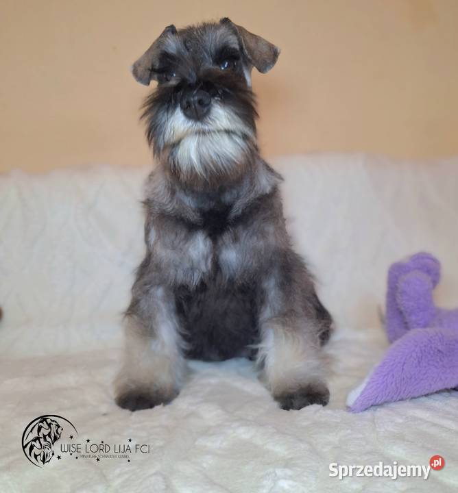 Sznaucer miniaturowy pieprz i sól rodowód