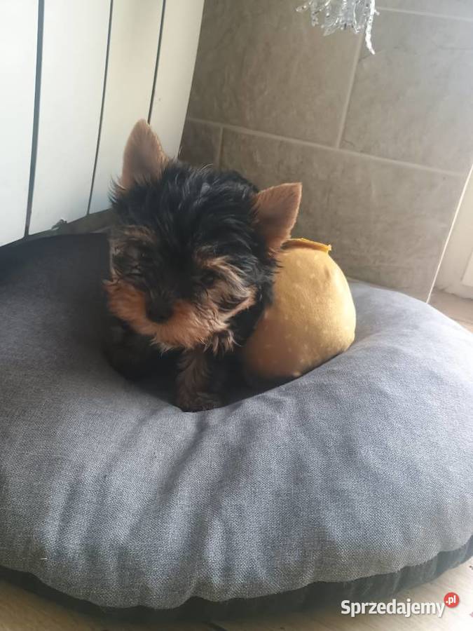 York Yorkshire terrier suczkamini Psy Radziejów