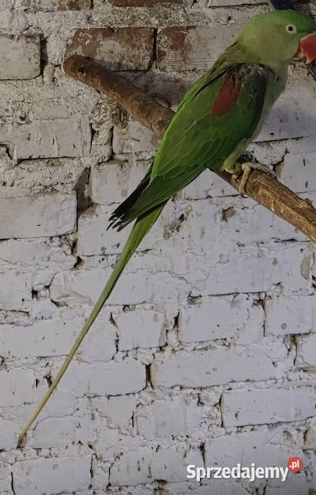 Papugi aleksandretty chińskie Wodzisław Śląski sprzedam