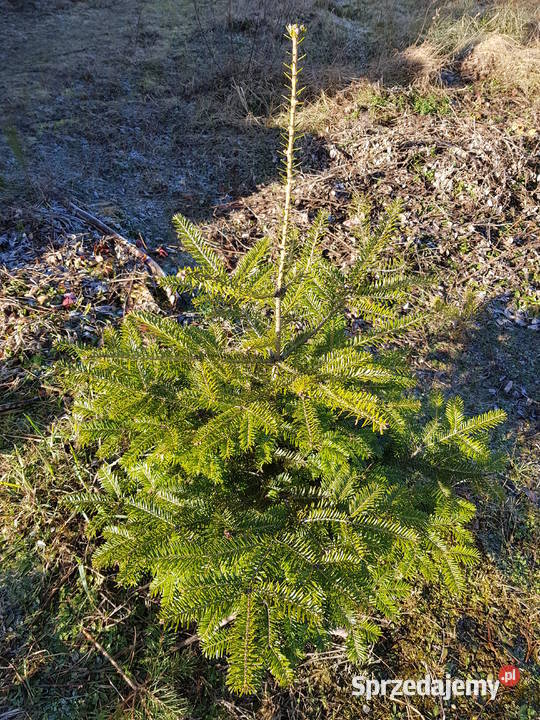 jodła kalifornijska