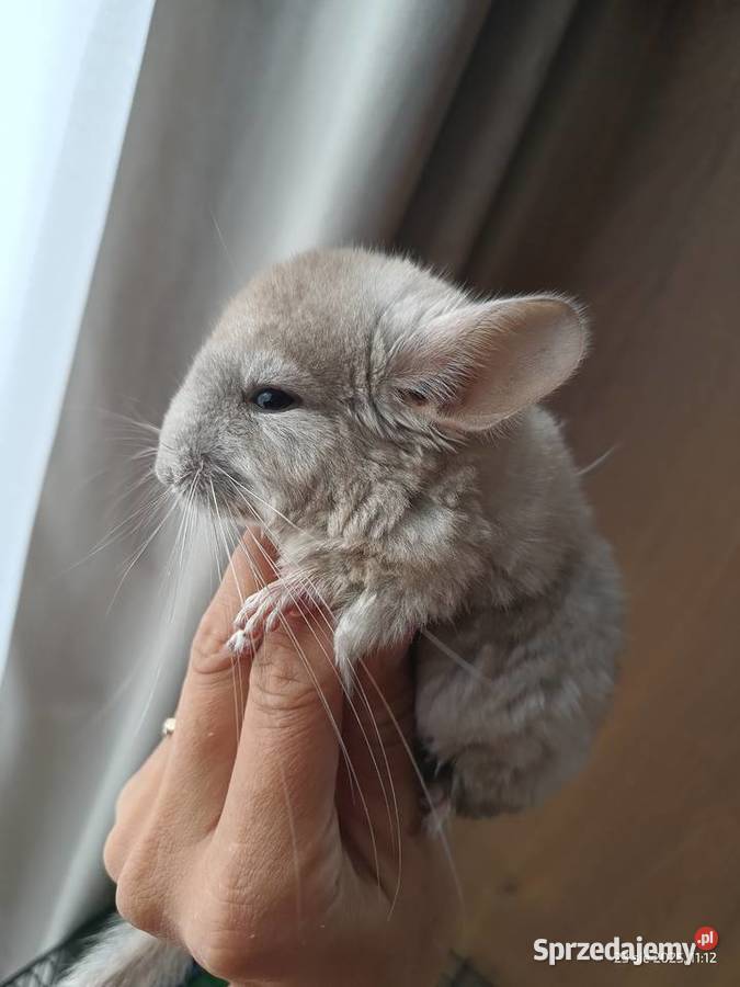 Młody szynszyl Sarbsk sprzedam