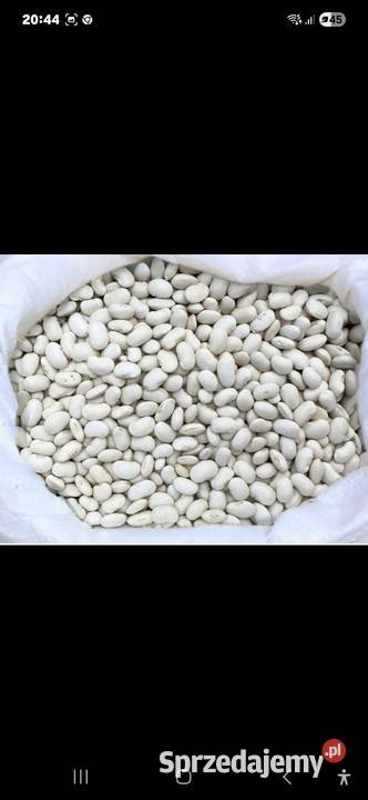 Fasola Jaś karłowy lubelskie Tomaszów Lubelski