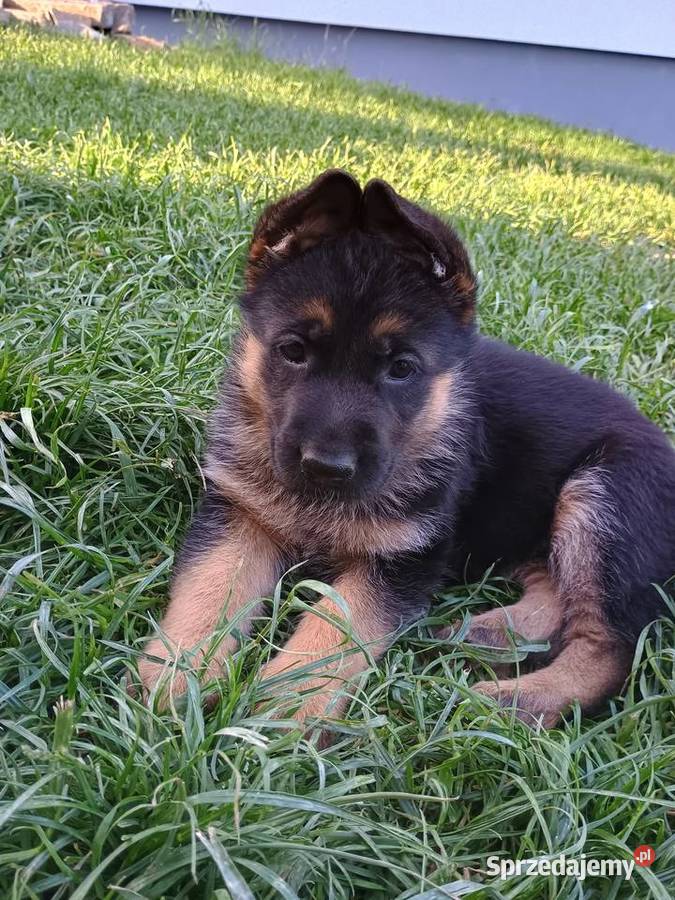 Szczeniak owczarek niemiecki krótkowłosy