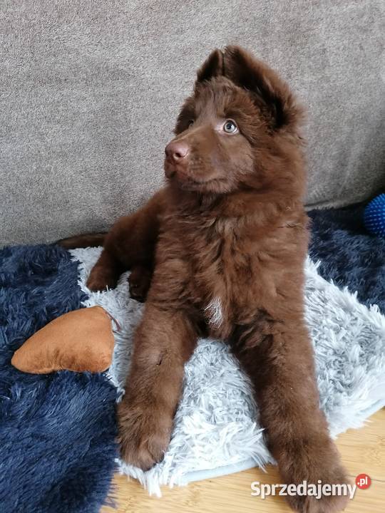 Owczarek niemiecki komplet szczepień czekoladowy śląskie