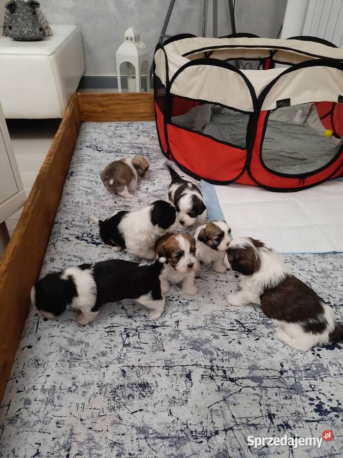 Shih Tzu Maltańczyk Rzeki Wielkie sprzedam