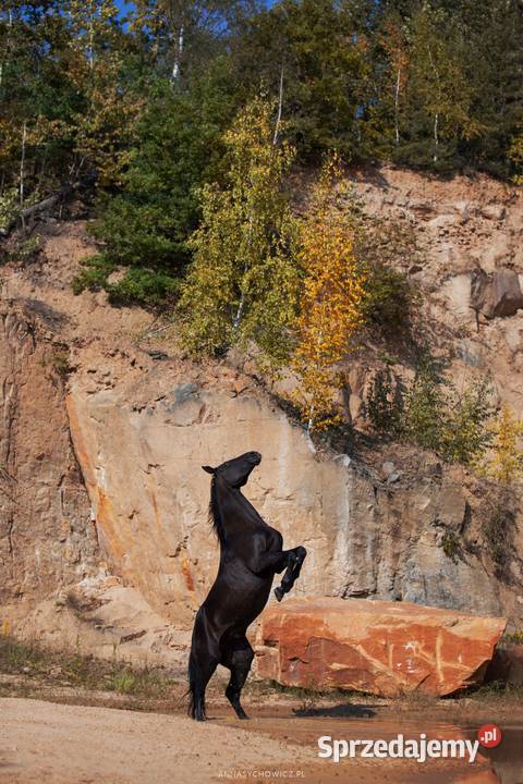 Kopalnia kamienia kamień elewacyjny dekoracyjny Wielgomłyny