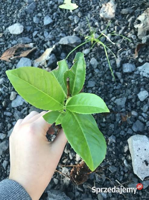 LAUROWIŚNIA WSCHODNIA NOVITA 20 PALETANAWÓZ Skrzyszów sprzedam