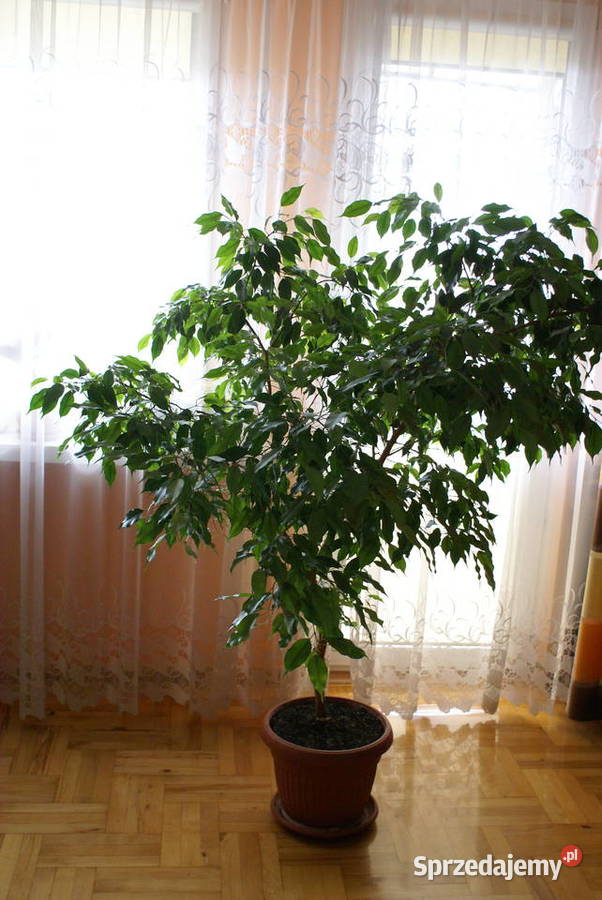 Sprzedam drzewko w doniczce Figowiec Benjamina Starachowice