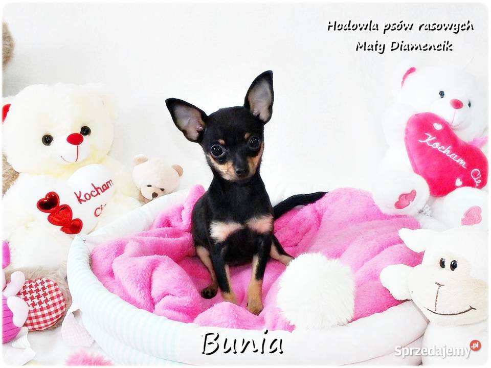 Mini Suczka BUNIA Ratlerek XS Pinczer Żary sprzedam