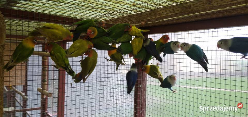 Sprzedam papugi czerwonoczelne i faliste