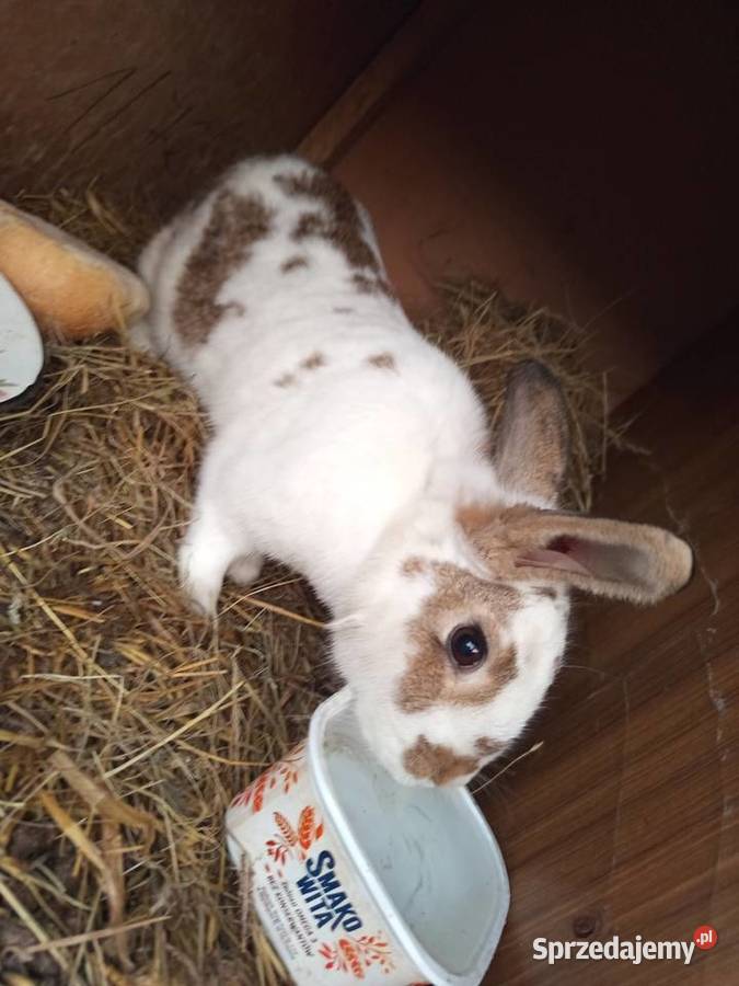 Sprzedam dwie samice zakocone Koźminek