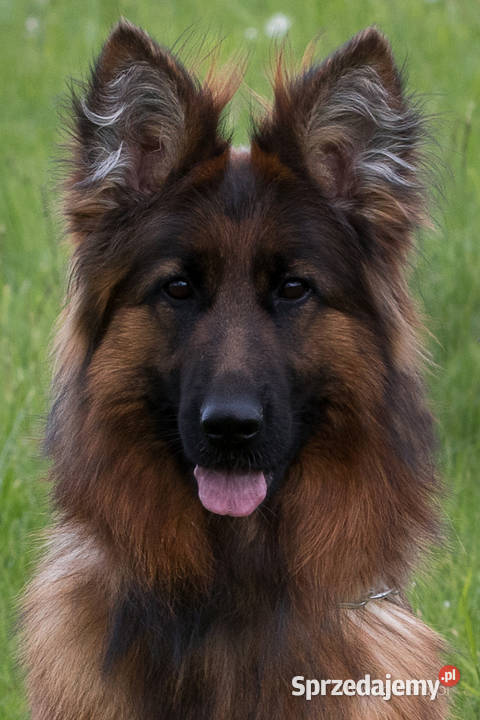 Owczarek Niemiecki FCI Duże Mocne Szczenięta