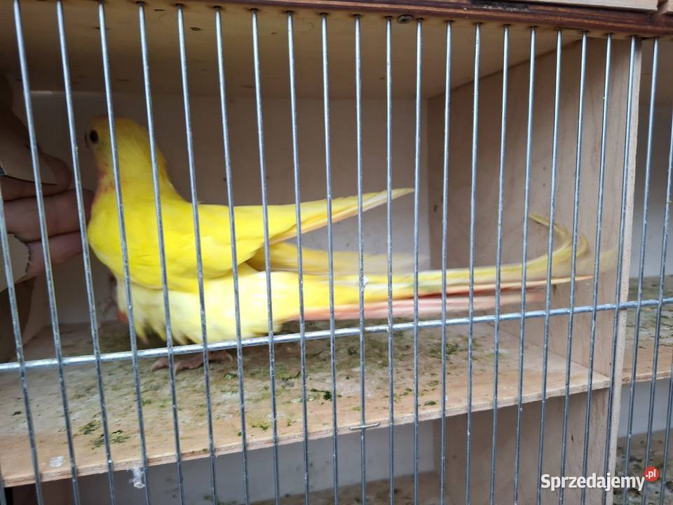 Księżniczka walii Ostrów Wielkopolski