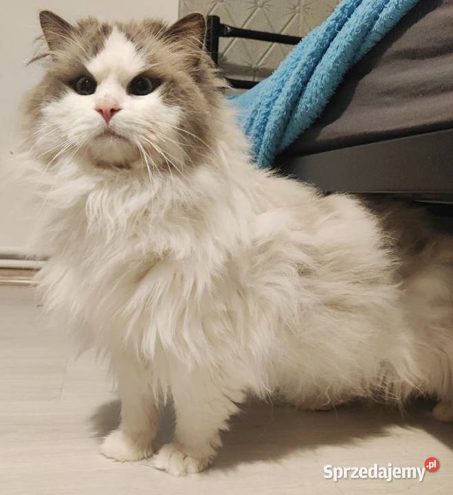 Kocurek Ragdoll Boguchwała