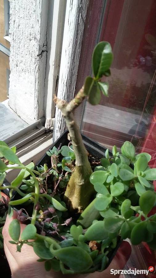 Kwiat doniczkowy Adenium Obesum Warszawa sprzedam
